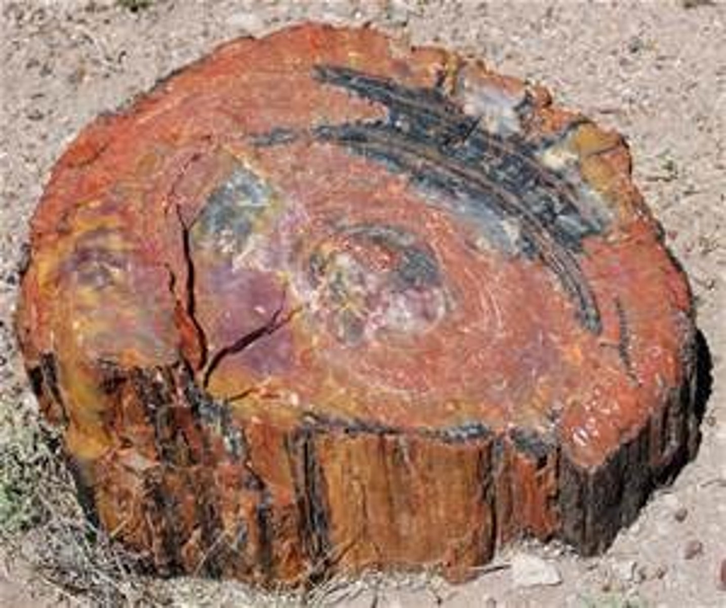 <p>Fossilized wood that is protected from oxygen and organisms decay by being buried in sediment</p>