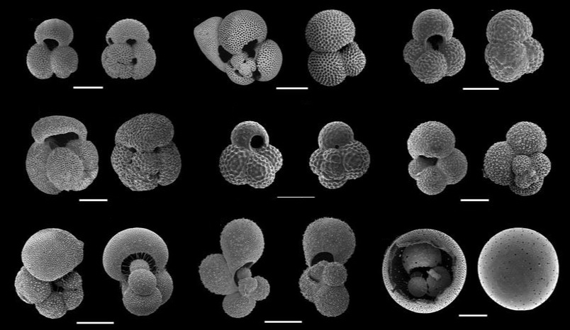 <p>Kingdom Protozoa (PreC - Recent)</p><p>Class Foraminifera (Cambrian - Recent)</p><p>Cretaceous - Recent</p>