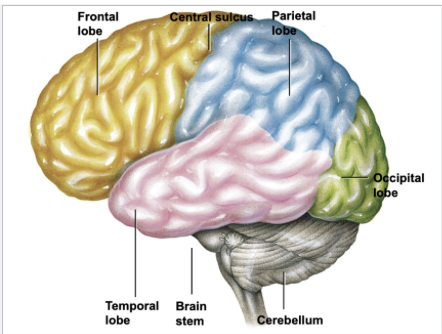 <ul><li><p>Houses the visual cortex</p></li><li><p>Interpretation of visual stimuli and inout&nbsp;</p></li></ul><p></p>