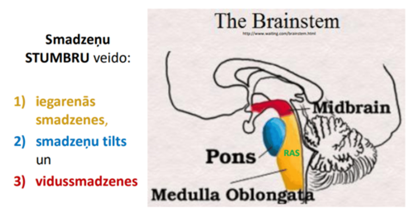 <p>1) iegarenās smadzenes,</p><p>2) smadzeņu tilts un</p><p>3) vidussmadzenes</p>