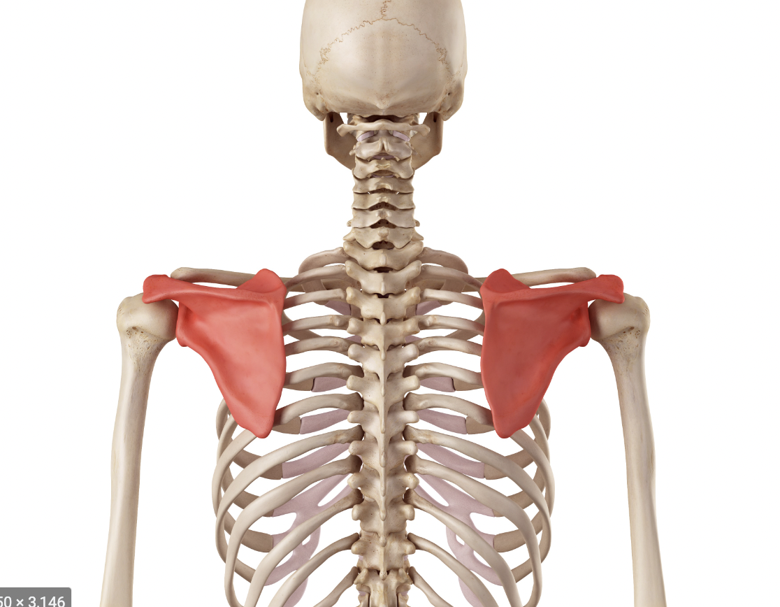 <p>origin : transverse process of the first four vertebrae insertion : medial border of scapula</p>