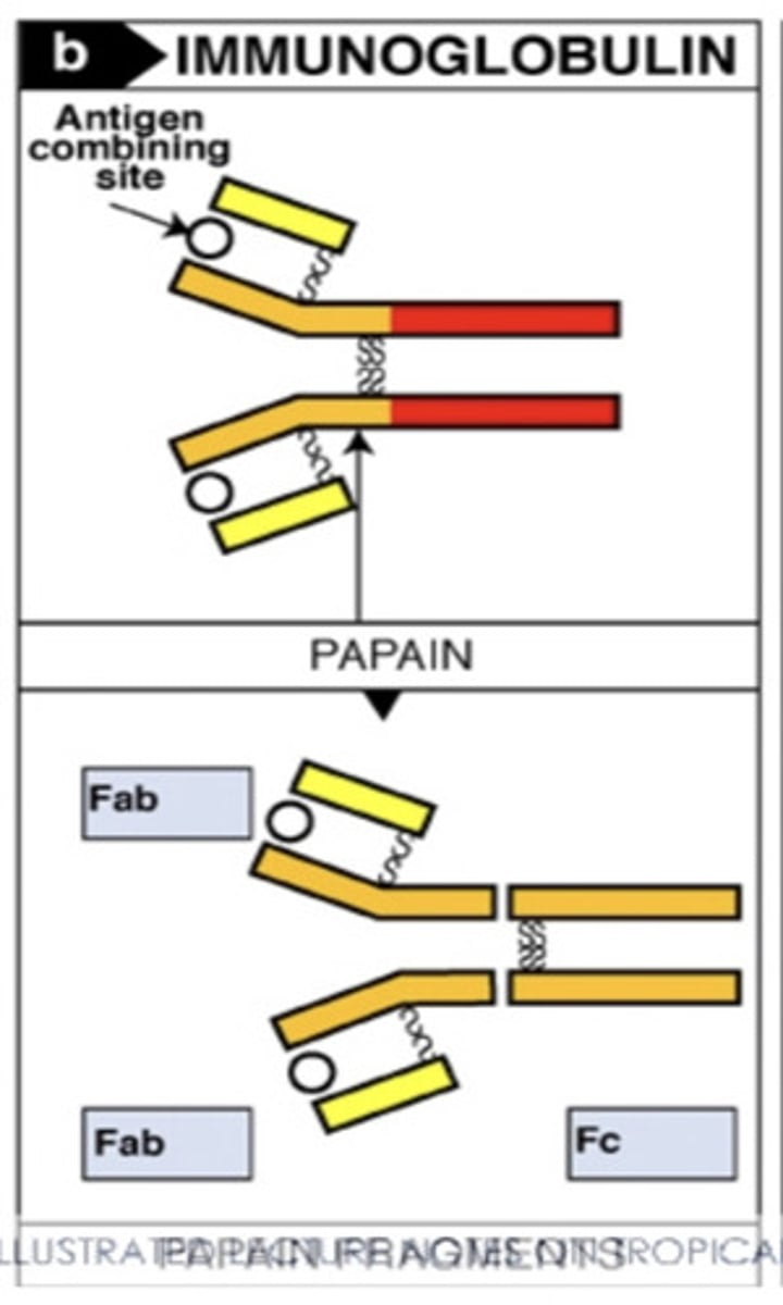 <p>when the papain cleavage breaks to the disulfide bonds at the hinge region, it results in..</p>