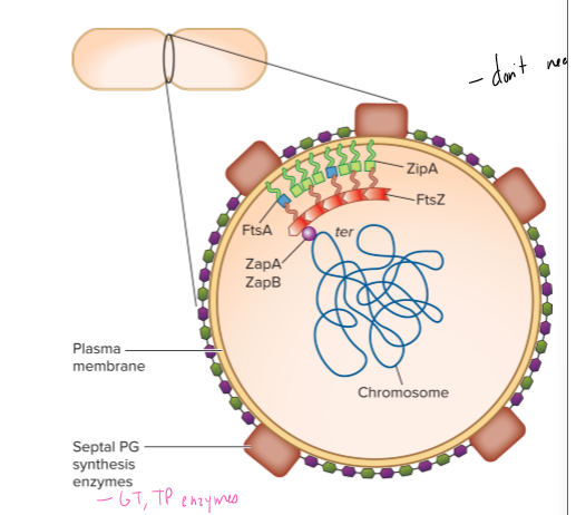 <p>What is the Z ring?</p>