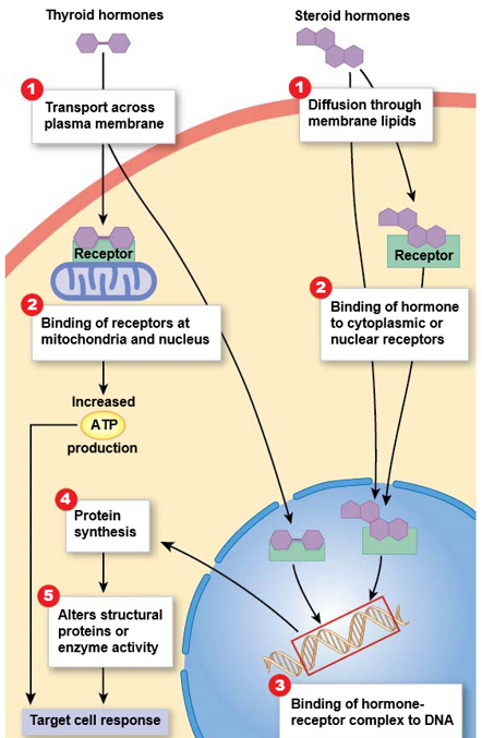 <p><mark data-color="green">Intracellular receptors: overview</mark></p><p>Can you label, describe and explain what this diagram is/shows?</p>