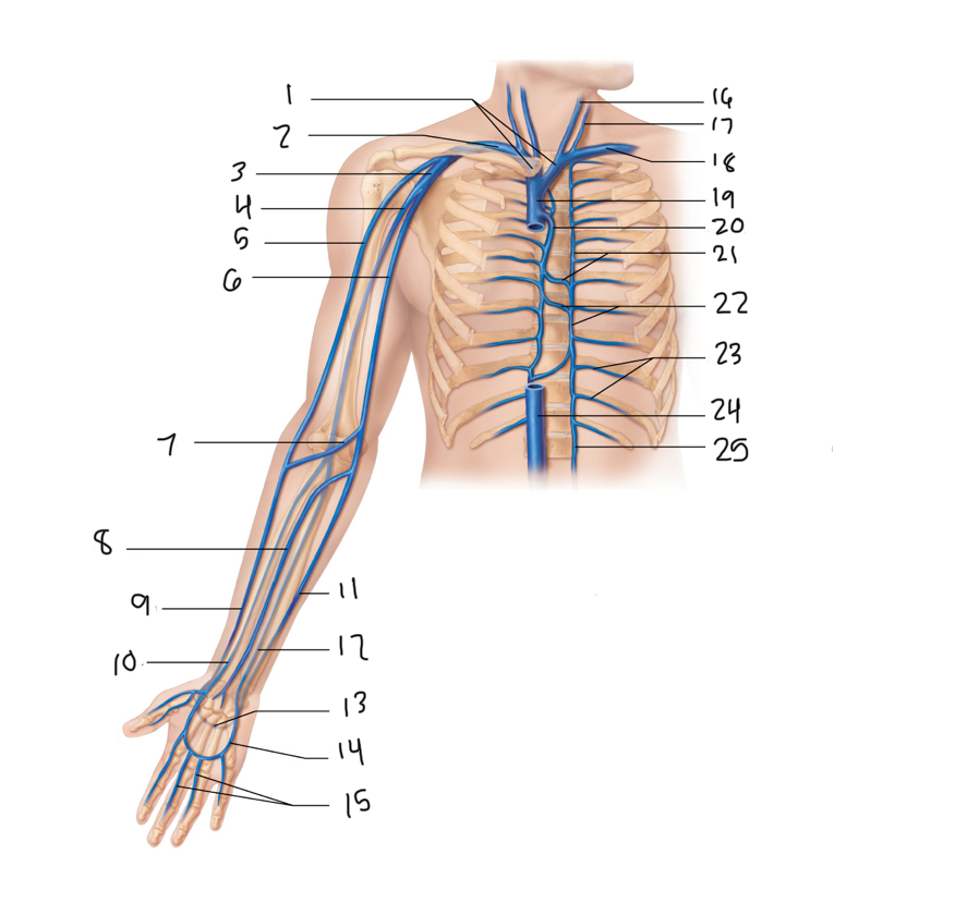 <p>24</p>