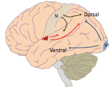 -includes primary somatic sensory cortex (SI), primary visual cortex (VI) and primary auditory cortex
-involved in initial processing of sensory information
-small receptive fields
-respond to simple stimuli of sensation (pressure, vibration)
-information then gets passed along to association cortexes 
-sensory information flows out of the primary sensory cortexes dorsally and ventrally to reach association cortexes 
-damage to these areas is very specific to the modality (ex: losing vision when VI is damaged)