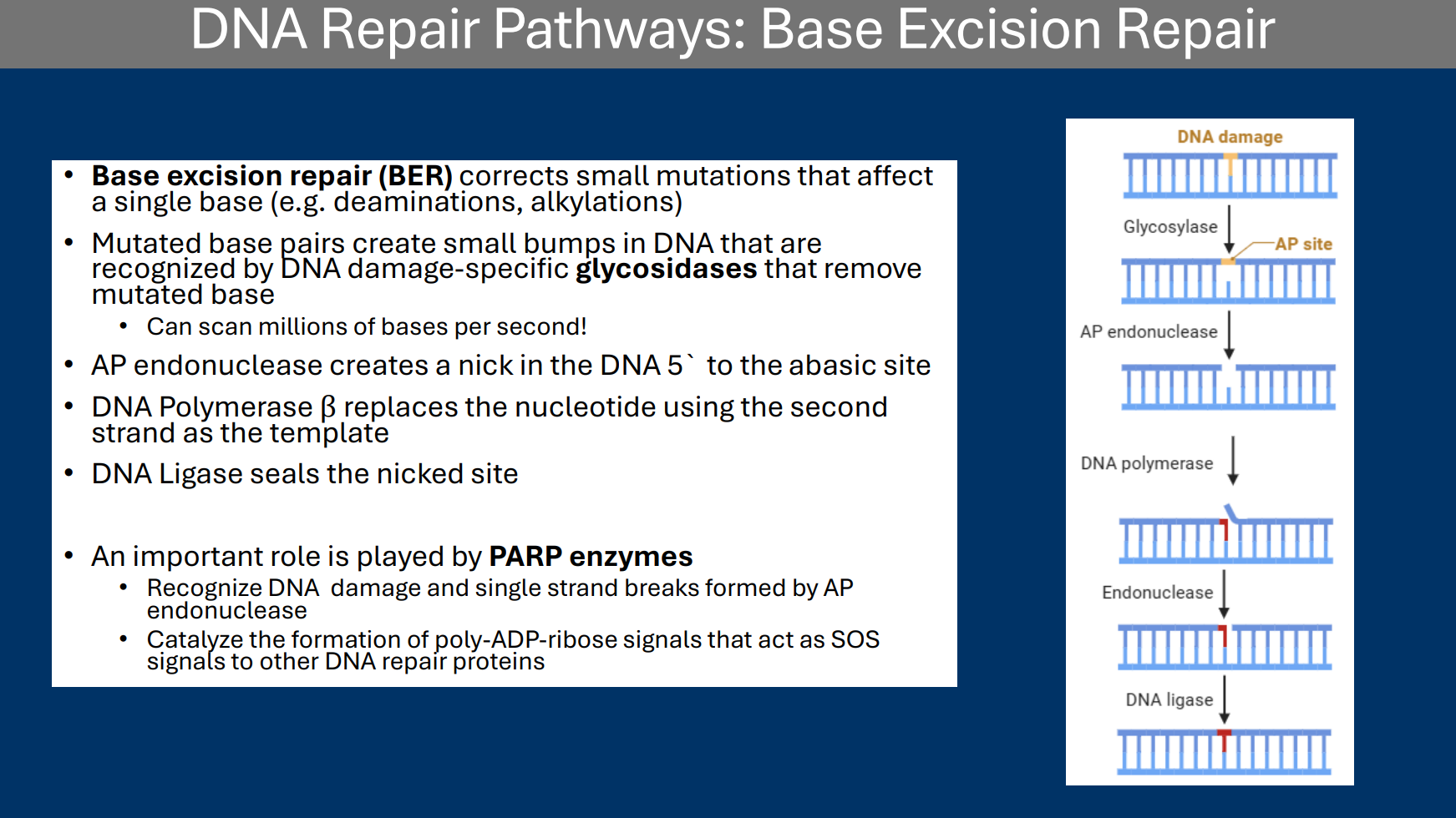 <p><strong>• Base excision repair (BER)</strong> corrects small mutations that affect a single base (e.g. deaminations, alkylations) </p><p>• Mutated base pairs create small bumps in DNA that are recognized by DNA damage-specific <strong>glycosidases</strong> that remove mutated base </p><p> • Can scan millions of bases per second!</p>