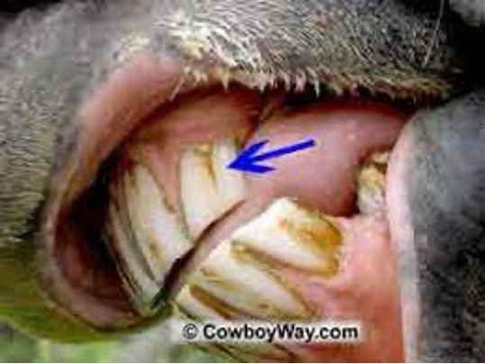 <p><span>Groove at the gum margin on upper corner incisor</span></p><p><span>•9 to 10 years: Appears at gum margin</span></p><p><span>•15 years: Halfway down surface</span></p><p><span>•20 years: Extends entire length</span></p><p><span>•25 years: Disappears from upper half of tooth</span></p><p><span>•30 years: Disappears totally</span></p>