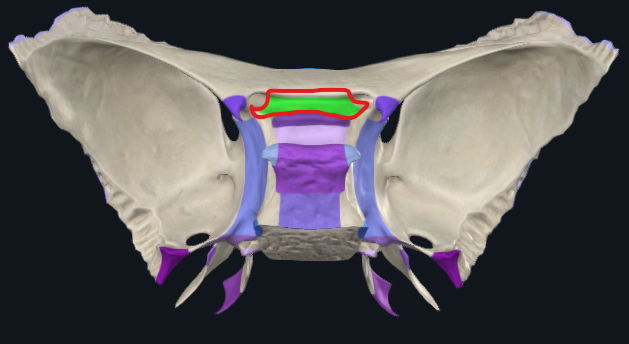 <p>mělký žlábek před <strong>fossa hypophysialis</strong>, nad kterým jsou umístěny <strong><span style="color: yellow">zrakové nervy</span></strong> a jejich zkřížení (chiazmata)</p>