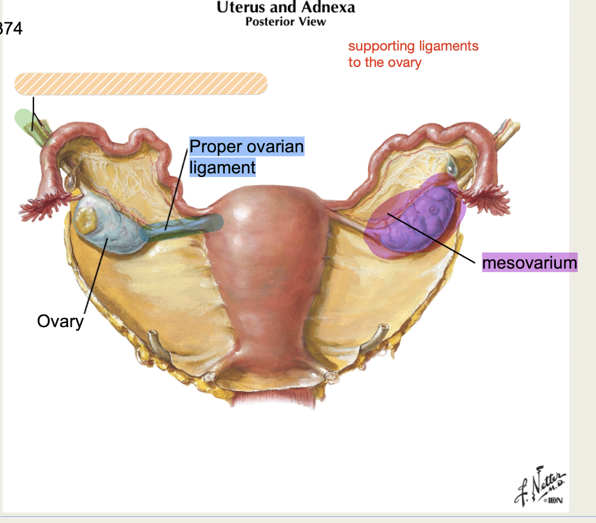 <p>ovarian support attached to<strong> lateral body wall</strong></p><p><strong>contains ovarian artery and vein*</strong></p>