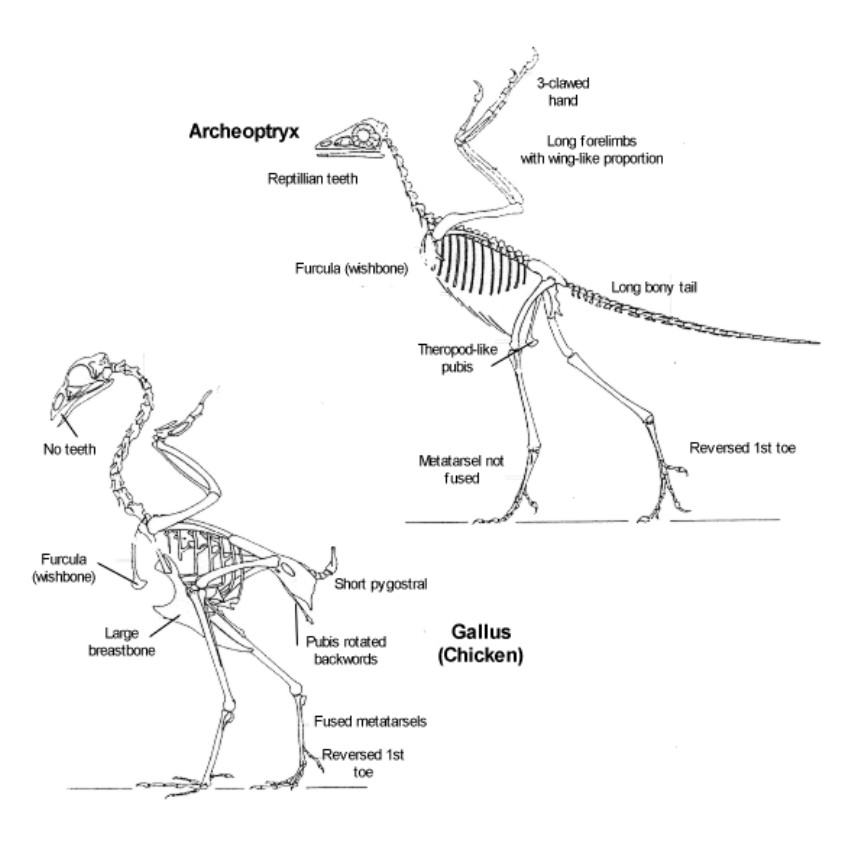 <p><span style="font-family: &quot;Proxima Nova&quot;, sans-serif;">Show a sequence of gradual changes, showing how complex organisms have evolved from simpler ancestors</span></p>