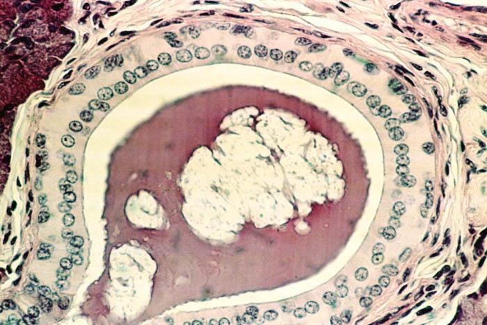 <p>is it in a cuboidal shape and is used for secretion </p>
