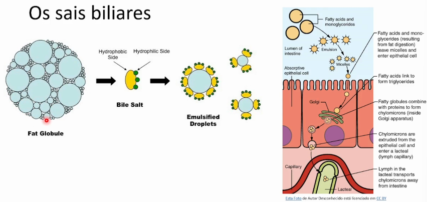 <p>Moléculas anfipáticas derivadas do colesterol que emulsificam gorduras estabilizando pequenas gotículas e permitindo acesso de enzimas pelo aumento de superfície para a digestão e absorção de lipídios no intestino. <br><br>grandes gotas de moléculas gordurosas se emulsificam em micelas menores que são absorvidas pelo intestino delgado. </p>