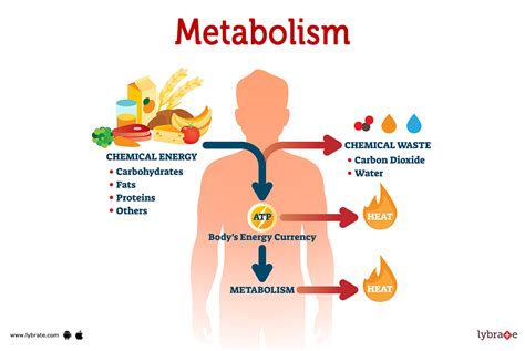<p><strong>METABOLISM</strong></p>