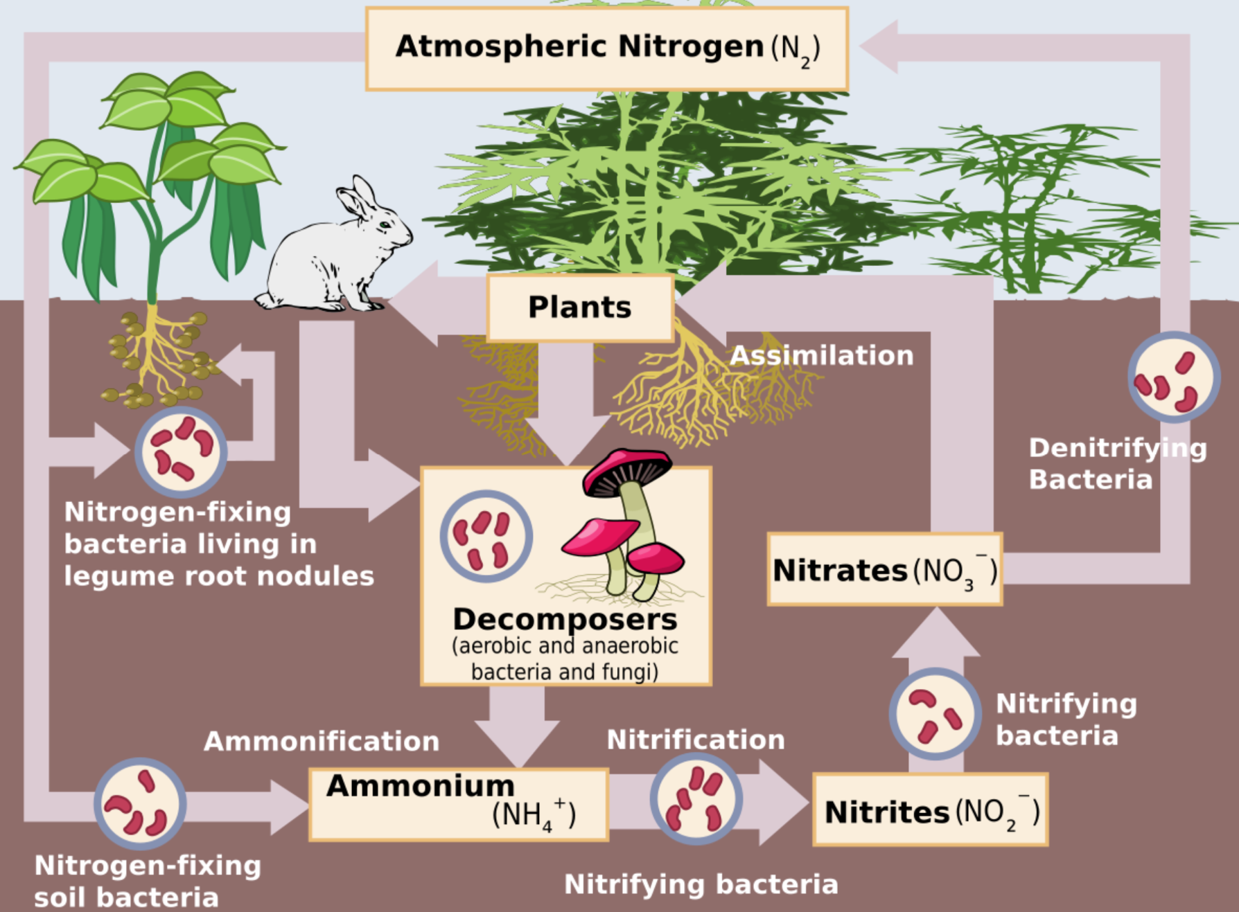 <ul><li><p>stores:</p><ul><li><p><span>organic - organisms</span></p></li><li><p><span>inorganic - soil, fossil fuels, atmosphere and water bodies</span></p></li></ul></li><li><p><span>flows:</span></p><ul><li><p><span>nitrogen fixation by bacteria and lightning</span></p></li><li><p><span>absorption</span></p></li><li><p><span>assimilation</span></p></li><li><p><span>consumption (feeding)</span></p></li><li><p><span>excretion</span></p></li><li><p><span>death and decomposition</span></p></li><li><p><span>denitrification by bacteria</span></p></li></ul></li></ul>