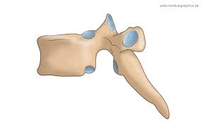 <ul><li><p>spinous process points inferior</p></li><li><p>articulates with the rib&nbsp;</p></li></ul><p></p>