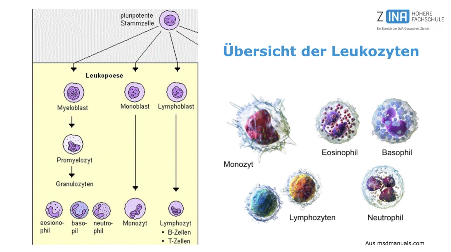 <p>Leukozyten gibt es verschiedene und sie haben alle eine andere Aufgabe. Sie zirkulieren im Blut bis sie durch einen Reiz (Infektion, Verletzung) aktiviert werden durch Interleukin1 und Histamine. Ihre Funktion ist die Immunabwehr, Phagozytose &amp; Antikörperbildung. Die Produktion findet in der Milz, dem Thymus und den Lymphknoten statt. Der Thymus ist das wichtigste Organ zur Bildung. 99% der Leukozyten fallen durch. Es gibt viele verschiedene Arten: </p><ul><li><p>Granulozyten </p></li><li><p>Monozyten </p></li><li><p>Lymphozyten </p></li></ul><p>Sie alle besitzen diverse Unterarten. Die Lebensdauer ist von Tagen bis Monten. Die B-Typen überleben sogar Jahre. Der Abbau findet in der Milz oder in der Leber statt.</p><p></p>