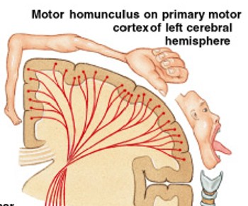 <p>What provides indication of degree of fine motor control available?</p>
