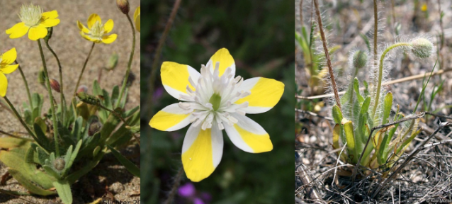 <p>plants long-hairy, stamens less than 12</p>