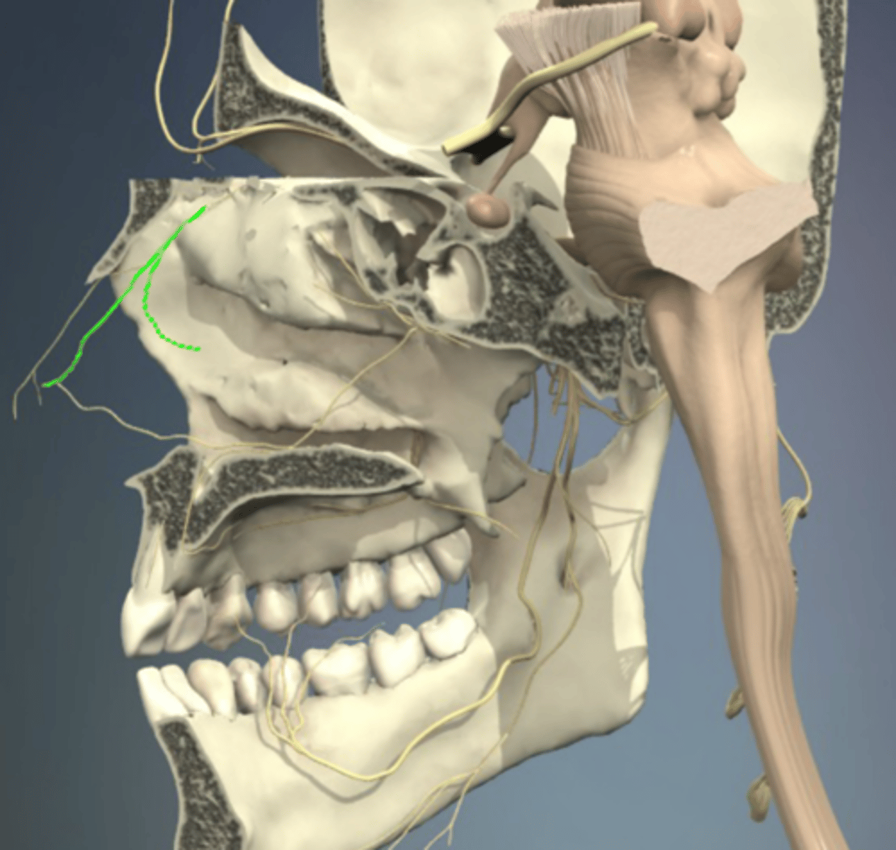 knowt flashcard image