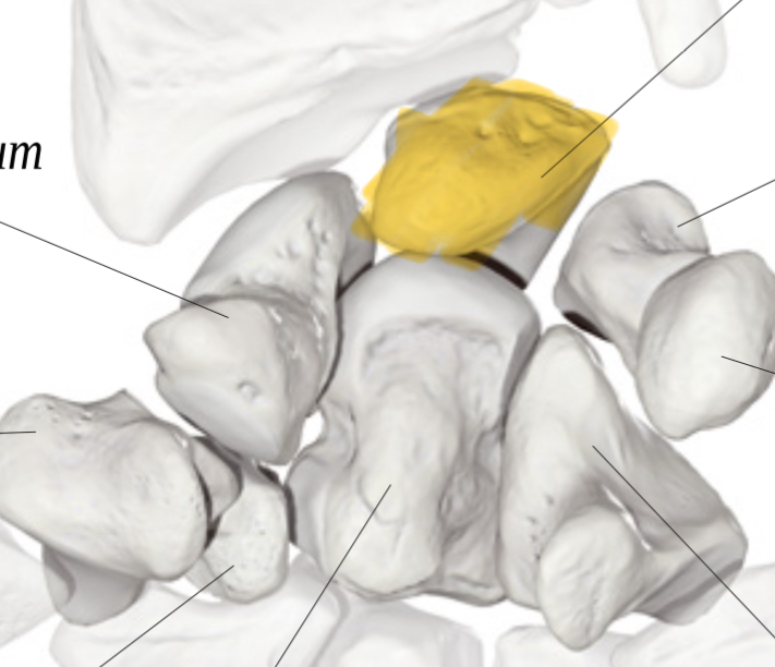 <p>Hoe heet dit bot?</p>