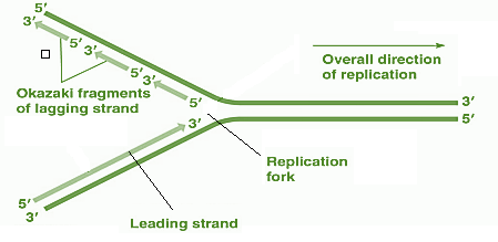 <p>The lagging strand of the replication fork</p>