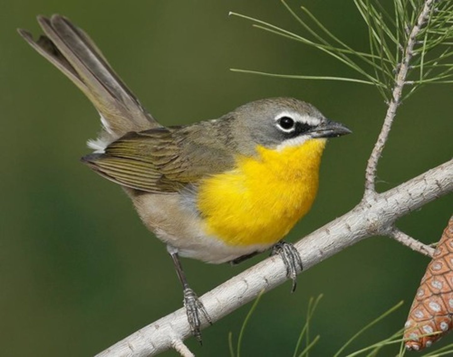 <p>Passeriformes</p><p>White spectacles, plain olive above, bright yellow breast and throat</p>