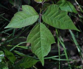 Family: Anacardiaceae (sumac/cashew)
Common: poison-ivy
Range: Native throughout eastern North America, west to Texas, up to Canada
Habitat: essentially ubiquitous in terrestrial, moist to wet, open and wooded
Persistence: Deciduous
Size: a trailing, low shrub or climbing (aerial roots)
Twigs: young twigs ashy or rusty pubescent, previous season twigs glabrous, leaf scars crescent-shaped, buds densely pubescent. When climbing, the twigs are covered in aerial rootlets as they attach to the tree.
Leaf: tri-foliately compound, petiolate, slender petioles, leaflets of 3, lateral pair sessile and mitten shaped while the terminal leaf stalked and equilateral, rounded basally, acute to acuminate apically
Fruit: single seeded, translucent drupe eaten by birds and mammals
~can cause rash or irritation in humans