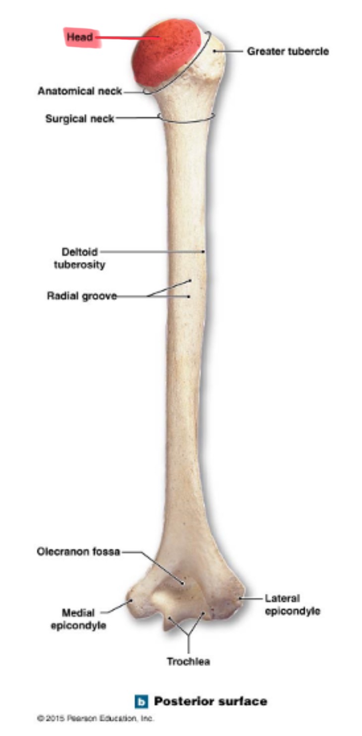 <p>head of humerus</p>