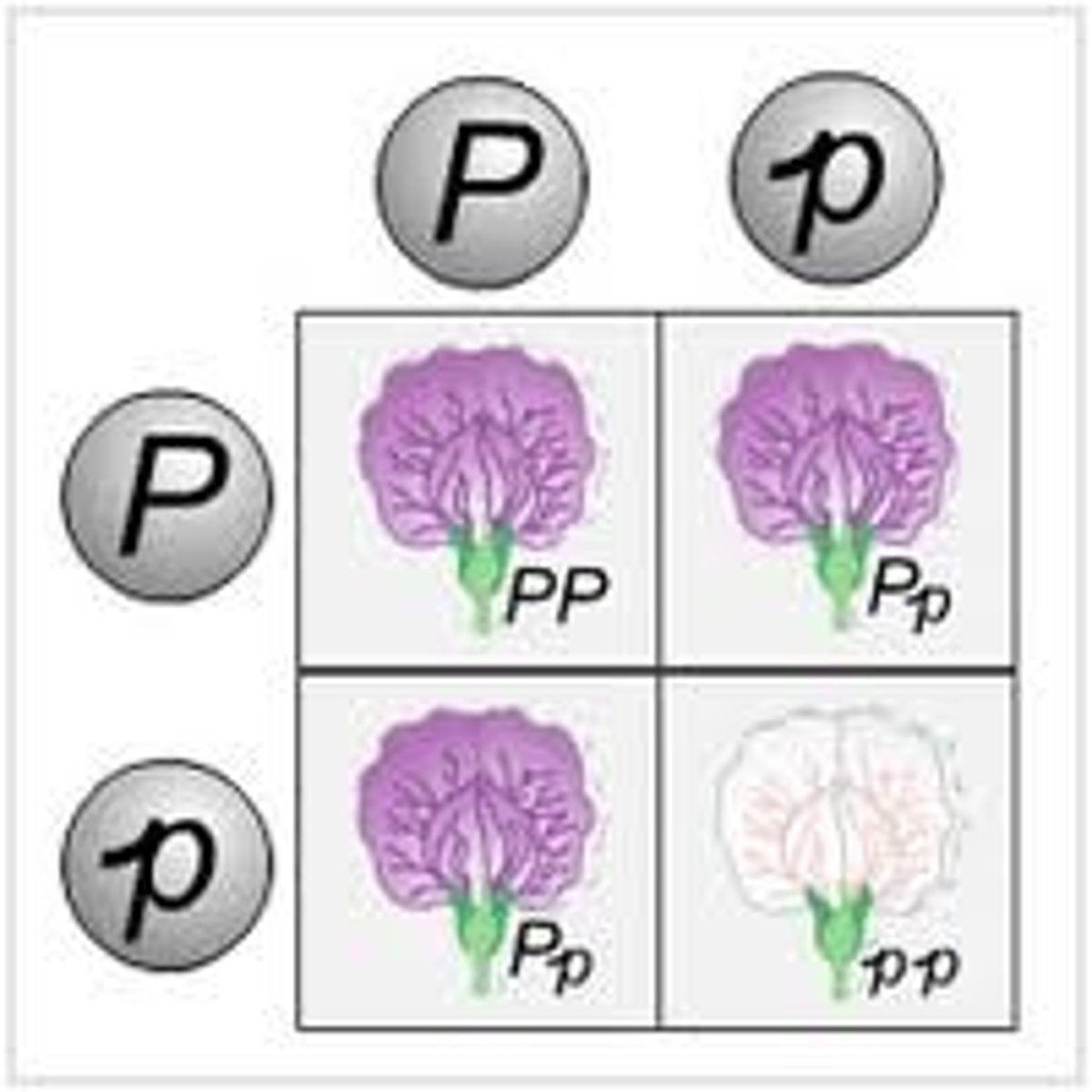 <p>Simple grid that is used to represent the possible genotypes of offspring in monohybrid crosses</p>