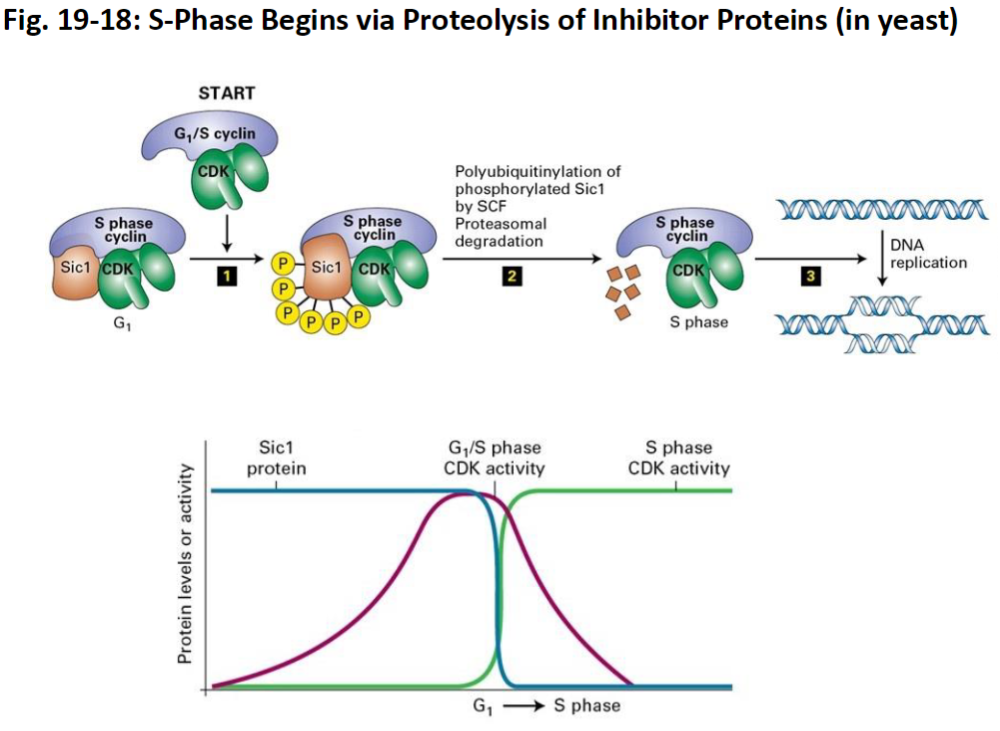 <p><strong>Sic1 Inhibition</strong><br> Sic1 protein inhibits S-phase CDKs when unphosphorylated<br> Prevents premature entry into S phase</p><p><strong>Phosphorylation of Sic1</strong><br> Sic1 is phosphorylated at 6 sites<br> Multiple phosphorylations make Sic1 a very effective target</p><p><strong>Proteolysis and Activation</strong><br> Phosphorylated Sic1 is recognized by SCF ubiquitin ligase<br> Sic1 is degraded by the proteasome<br> Degradation releases S-phase CDKs<br> S-phase cyclins and CDKs become active<br> Cell can enter S phase and begin DNA replication</p>