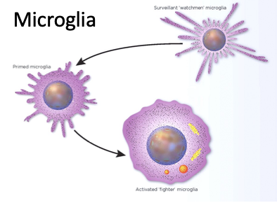 <p>immune system for the brain - protect from foreign pathogens</p><ul><li><p>covered in receptors</p></li><li><p>absorb foreign objects and dissect them</p></li></ul><p></p>