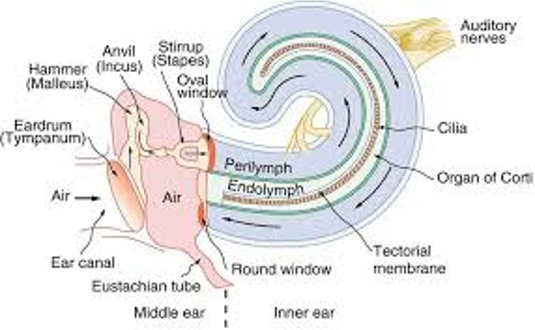 <p>perilymph - outside of membranous apparatus</p><p>endolymph - inside</p><p>sensory receptor for hearing - organ of corti</p>