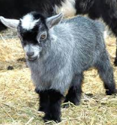 <p>Their color can range from light/white caramel, medium caramel, dark caramel, dark red caramel, silver or light grey agouti, medium grey agouti, dark grey agouti, black with frosted points, solid black and brown agouti.Small in size, averaging 15 to 20 inches tall (38.1 to 50.8 centimeters) at the shoulder. Females weigh about 23 to 34 kilograms, (35 to 50 pounds) and males about 27 to 39 kg (40 to 60 pounds).</p>