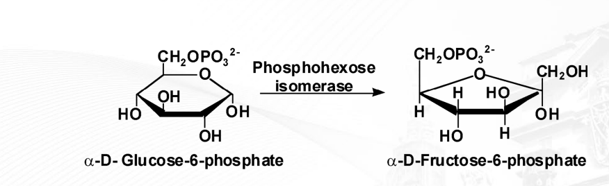 <p>enzymes that change a substrate into one of its isomers, which means they rearrange the atoms within a molecule without adding or removing any atoms.</p><p></p><p>ex: phosphohexoisomerase (is an enzyme that catalyzes the reversible conversion of <strong>glucose-6-phosphate</strong> to <strong>fructose-6-phosphate)</strong></p><p><strong>Fumarase (</strong>function is to catalyze the reversible hydration of <strong>fumarate</strong> to <strong>L-malate)</strong></p>