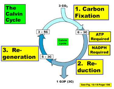 <p>1. The light reactions take place in the membranes of the thylakoids.</p><p>2. The Calvin cycle takes place in the stroma, and makes G3P.</p>