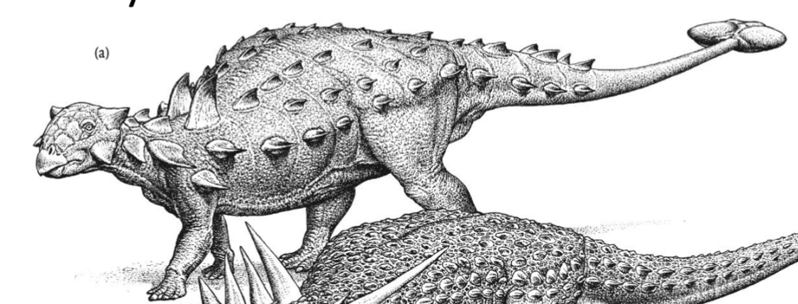 <p>Evolutionary Novelties:</p><ol><li><p><span style="background-color: transparent;"><span>Skulls with horns</span></span></p></li><li><p><span style="background-color: transparent;"><span>Clubbed tail</span></span></p></li></ol><p></p>