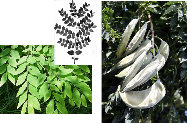 <p>.bipinnately compound - leaves of leaves of leaflets - </p>