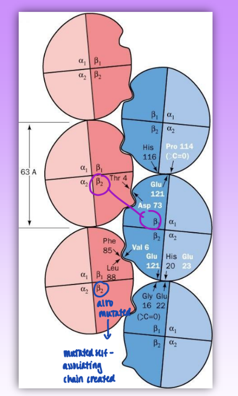 <ul><li><p>single state mutation: Val replaces Glu A3(6)beta</p></li><li><p>mutate one Hb tetramer beta chain</p><ul><li><p>non conserved = neg polar → np</p></li><li><p>self associates to form insoluble fibers (multiple beta 1 and beta 2 chains interacting)</p><ul><li><p>mutating self-associating chain created</p></li></ul></li><li><p>np can fit into hydrophobic pocket &amp; self-associate</p></li></ul></li></ul><p></p>
