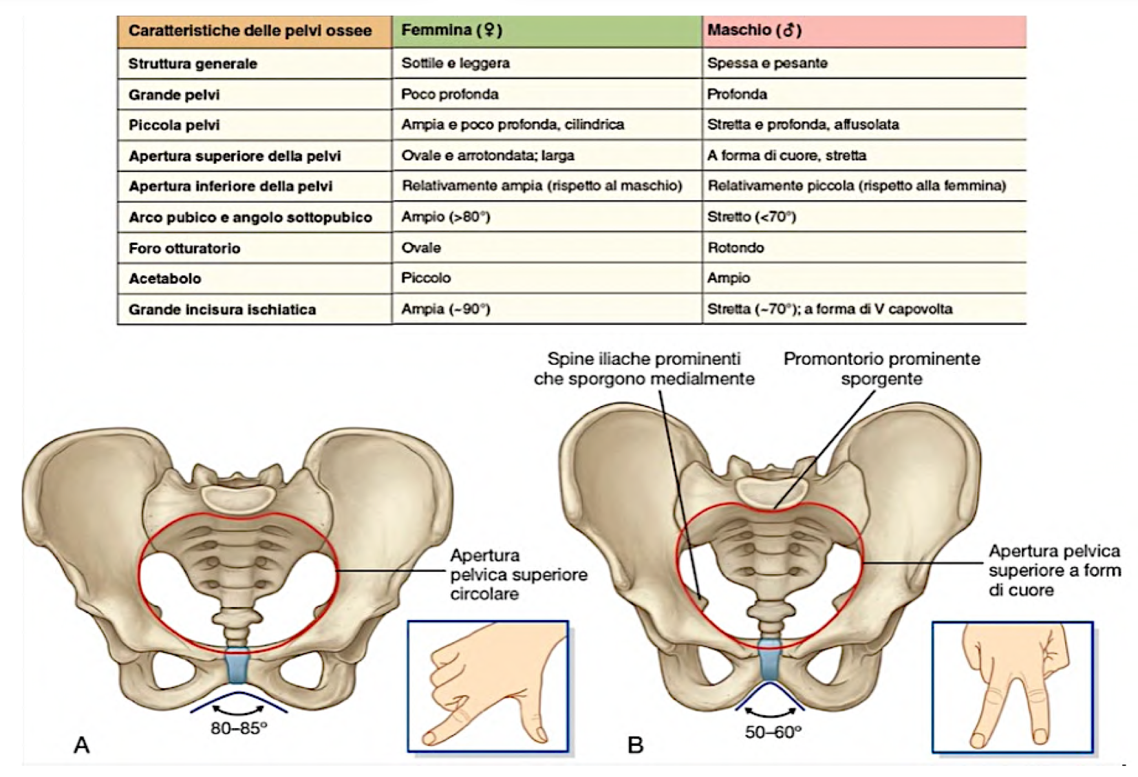 <p>Differenze:</p><ul><li><p>Più leggera e sottile nelle donne</p></li><li><p>Apertura superiore più ovale e largo nelle donne (importante per la gestazione del feto) → ciò è dovuto all’angolo sottopubico più ampio, cioè convergenza dei rami del pube più ampia</p></li><li><p>Grande pelvi meno profonda e ali dell’ileo più laterali nella donna</p></li><li><p>Piccola pelvi più ampia e cilindrica nella donna (nel maschio è a forma di cuore per il promontorio che sporge in avanti)</p></li></ul><p></p>