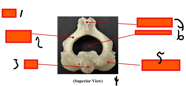 <p>superior </p>