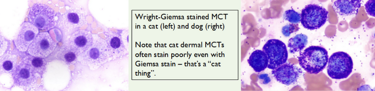 <p>Giemsa or toluidine blue.</p>