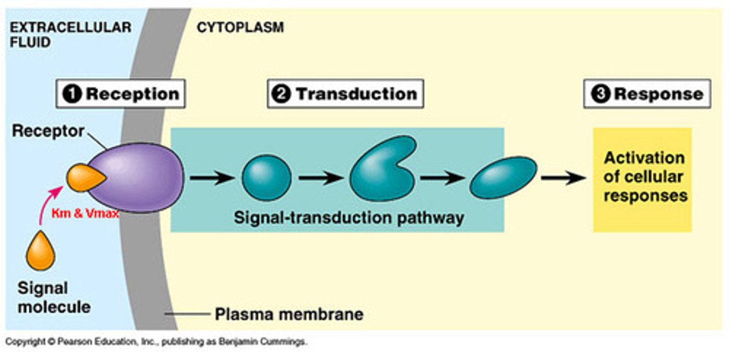 <p>receptor activation, signal transduction, cellular response</p>