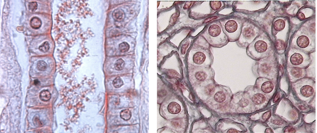<p>Tissue found in kidney tubules and glands. Functions include secretion and absorption.</p>