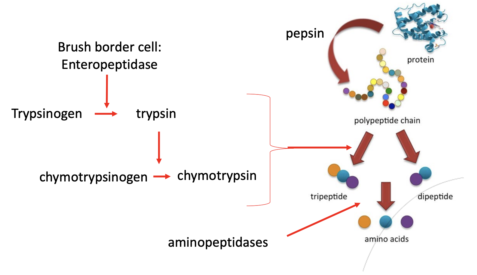 <p><strong><em><mark data-color="purple" style="background-color: purple; color: inherit"><u>Continues in small intestine</u></mark></em></strong></p><ul><li><p>Pancreatic enzymes</p><ul><li><p>Inactive: Trypsinogen &amp; Chymotrypsinogen</p></li><li><p>Active: Trypsin &amp; Chymotrypsin</p><ul><li><p>Breaks down polypeptide chains into simpler dipeptides/tripeptides</p></li></ul></li></ul></li><li><p>Brush border enzymes</p><ul><li><p>Enteropeptidase</p><ul><li><p>Activates trypsinogen into trypsin</p></li></ul></li><li><p>Aminopeptidase</p><ul><li><p>Final step that breaks dipeptides/tripeptides into amino acids</p></li></ul></li></ul></li></ul><p></p>