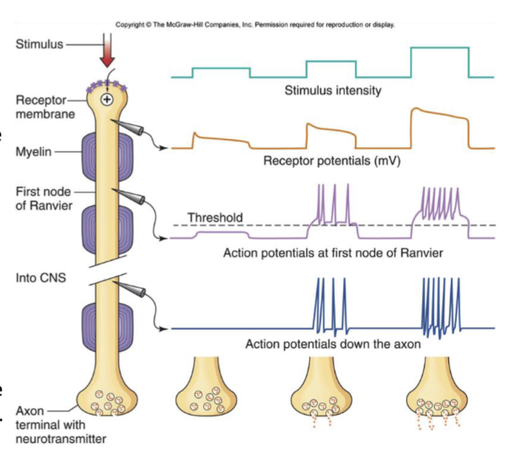 <p>higher frequency action potentials and release of more neurotransmitter to the next cell in line</p>