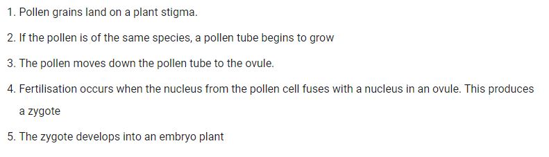 They are fertilized in the following steps: