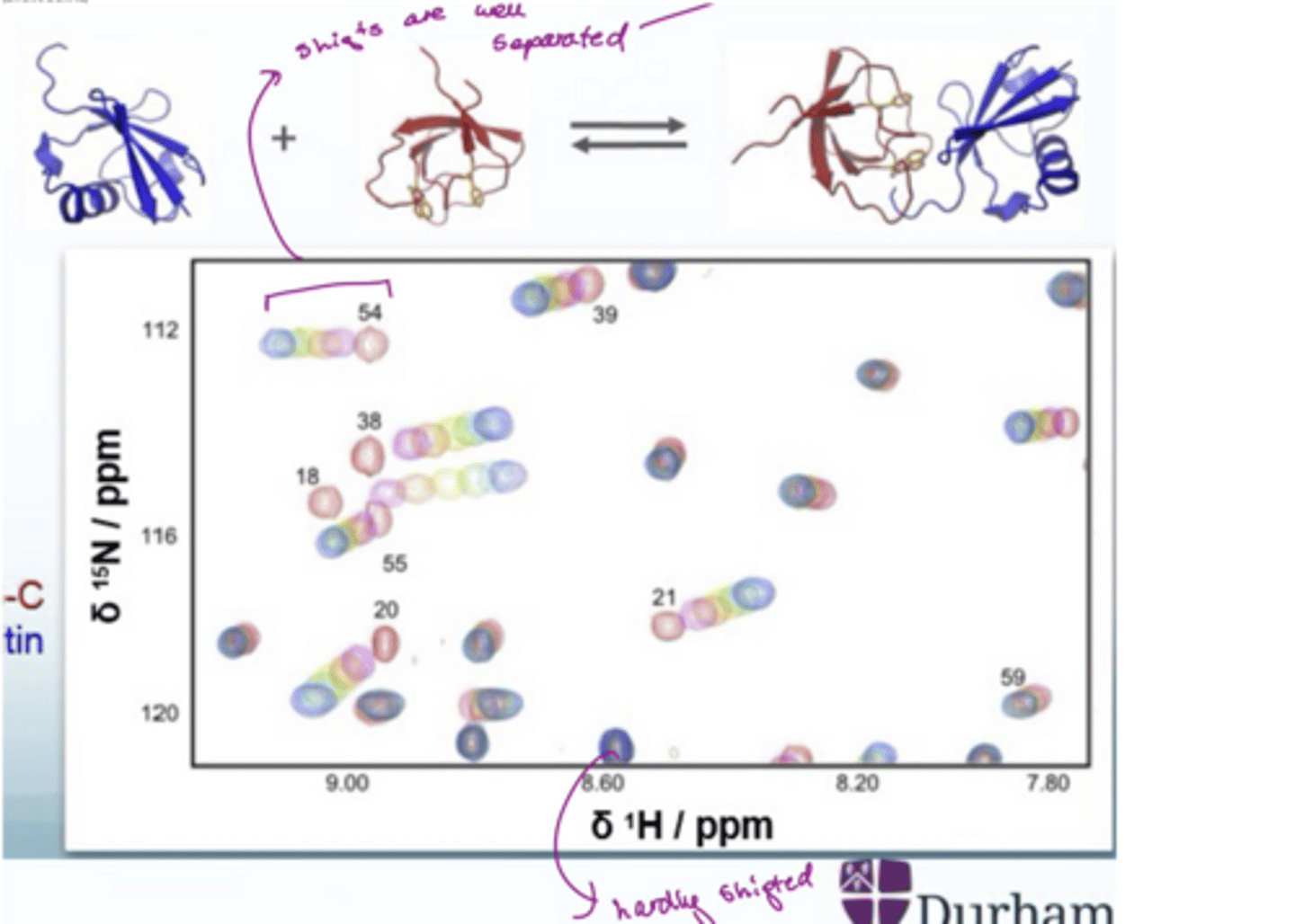 <p>If there shifts are well separated e.g. 54, then there is fast exchange, indicating the residue is close to the binding site (there is a progressive change in chemical shift</p><p>If it seems like there is only one spot (the one at the bottom), the residue hardly shifted so far away from the binding site</p><p>Residues with big shift changes are closer to the binding site</p>