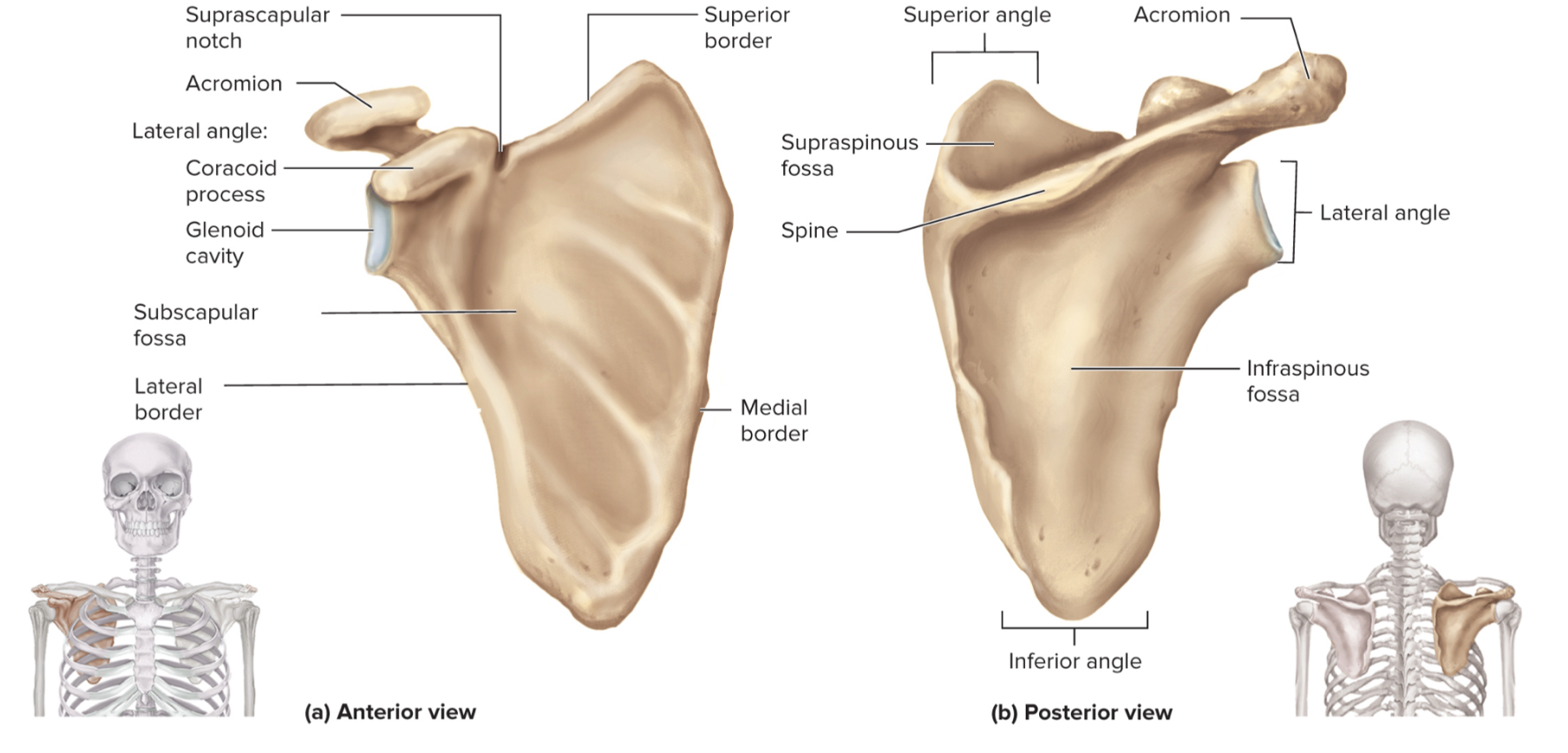 <p>What are the parts of the scapula?</p>