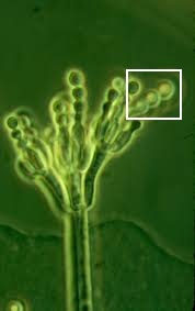 <p>What is pictured in the square?</p>